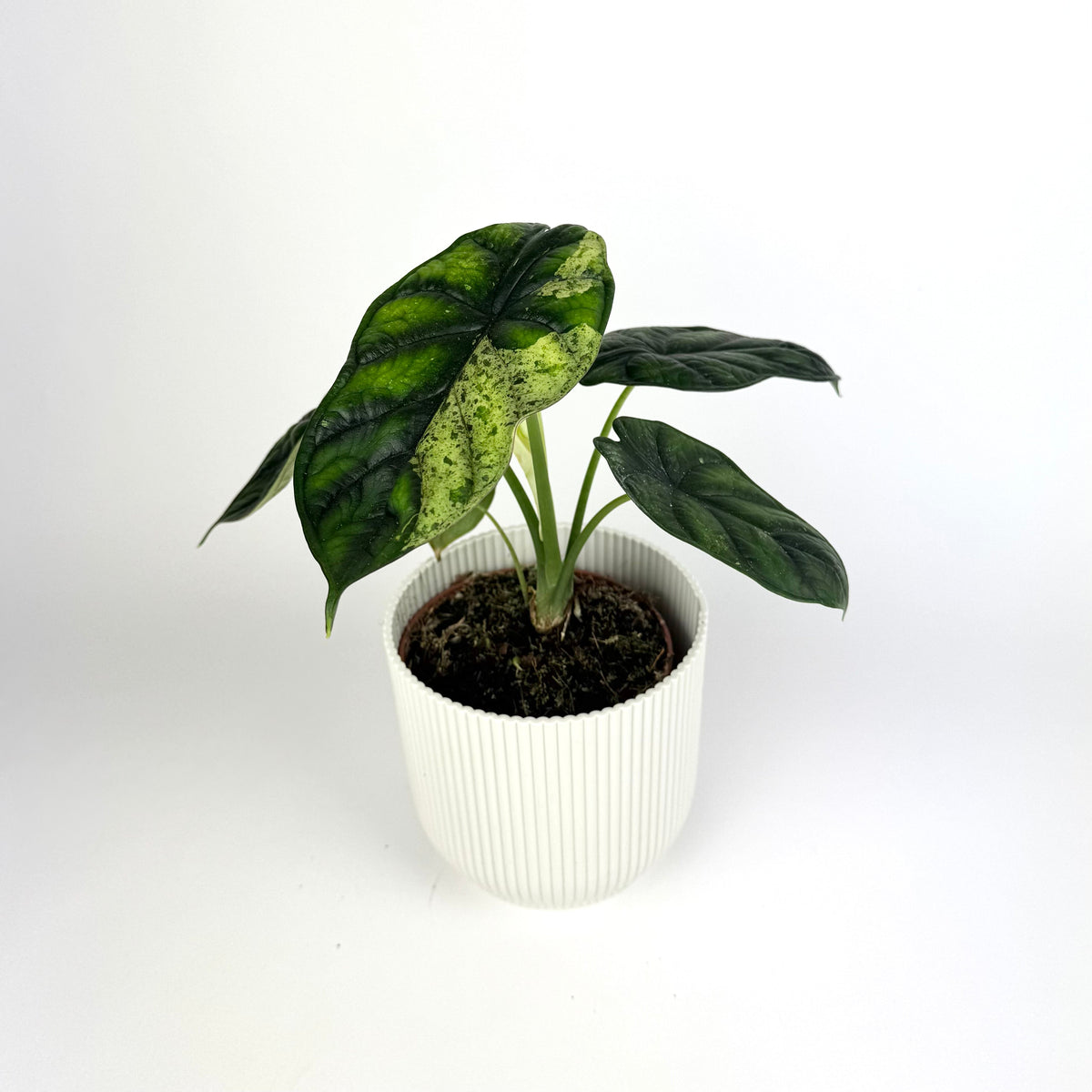 Alocasia Dragon Scale Mint Houseplant 11cm Pot