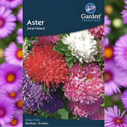 Aster Seeds Dwarf Mixed