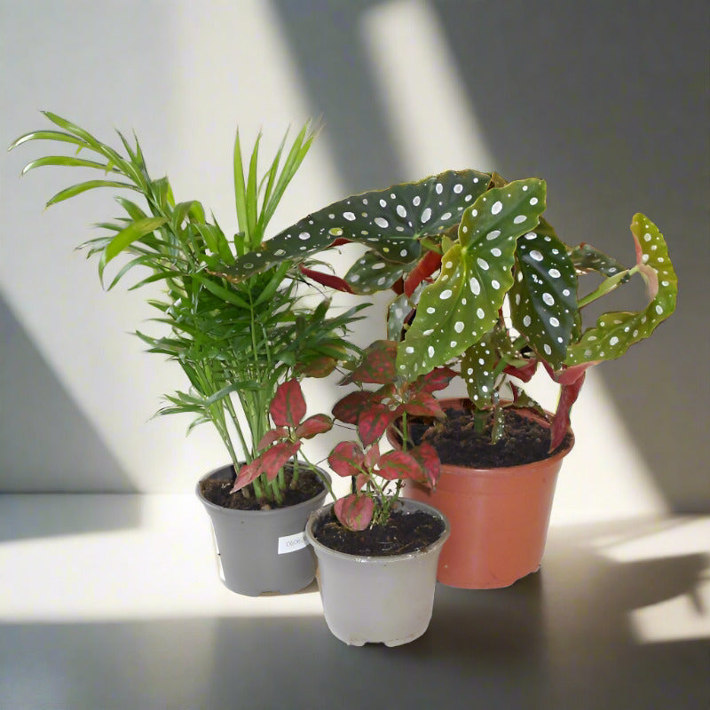 Get Well Soon House Plant Trio