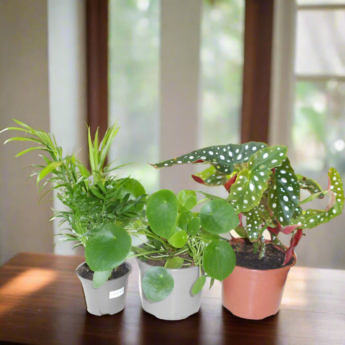 Trio of Good Luck Indoor Plants