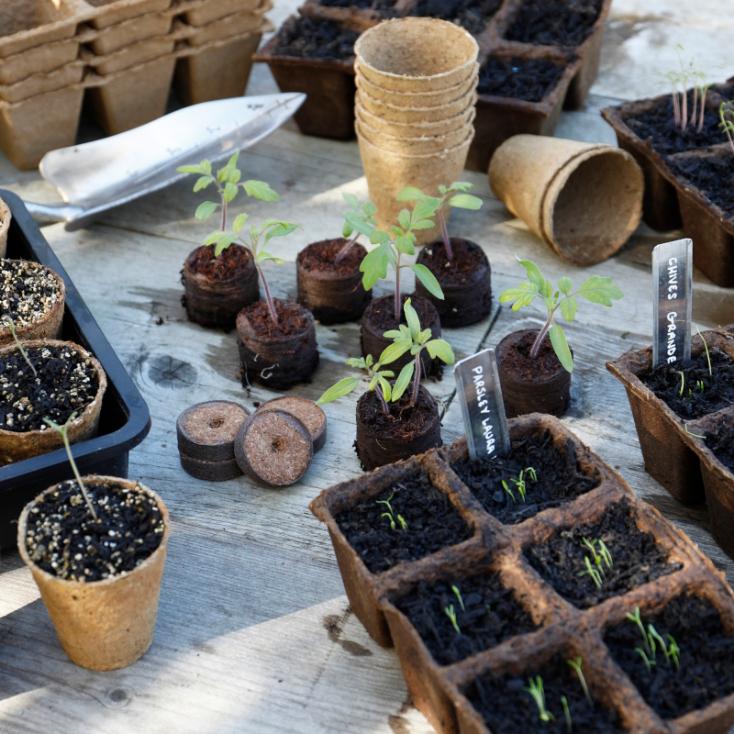 Gro-Sure Fibre Pots Square 6cm in use