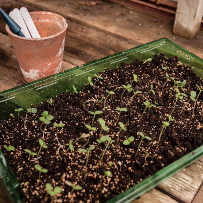 Gro Sure Vermiculite in a seed tray