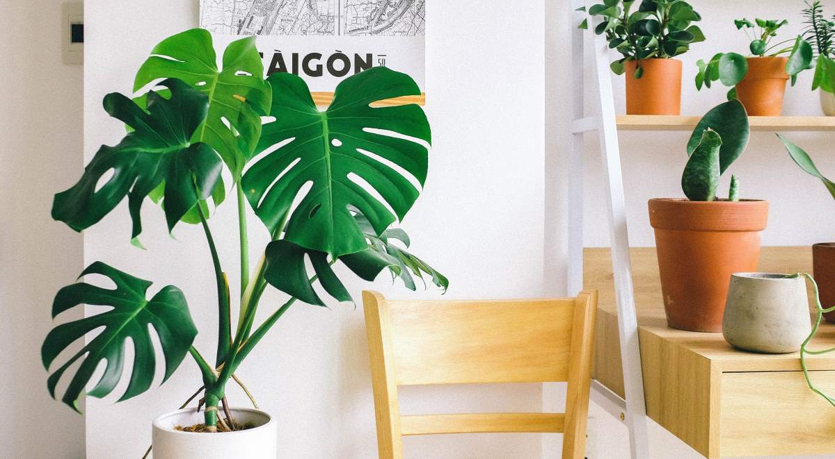 Home Office Plants | Small Indoor Plants