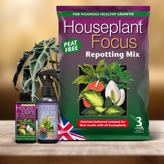 Alocasia Plant Care Kit| Small Indoor Plants