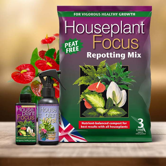 Anthurium Plant Care Kit| Small Indoor Plants