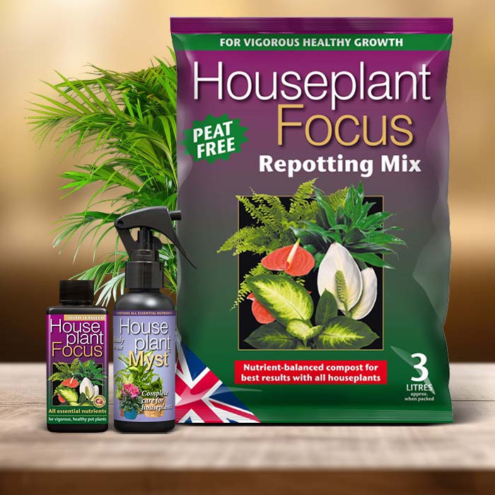 Areca Palm Plant Care Kit| Small Indoor Plants