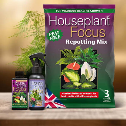 Asparagus Setaceus Plant Care Kit| Small Indoor Plants