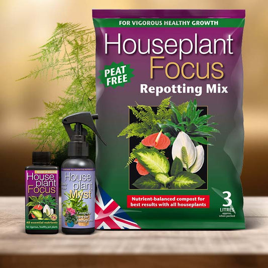 Asparagus Setaceus Plant Care Kit| Small Indoor Plants