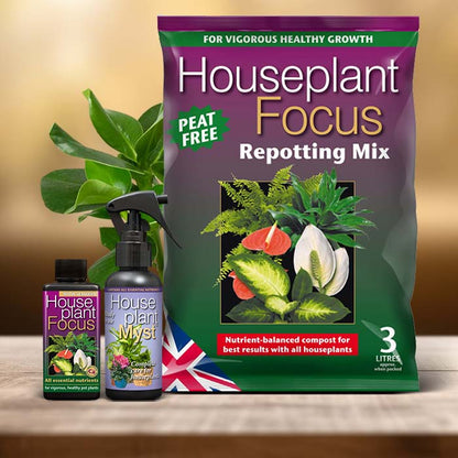 Autograph Tree Plant Care Kit| Small Indoor Plants