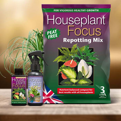 Beaucarnea Recurvata Plant Care Kit| Small Indoor Plants