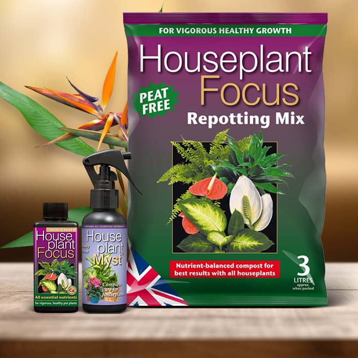 Bird of Paradise Plant Care Kit| Small Indoor Plants
