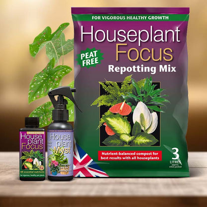 Caladium Plant Care Kit| Small Indoor Plants