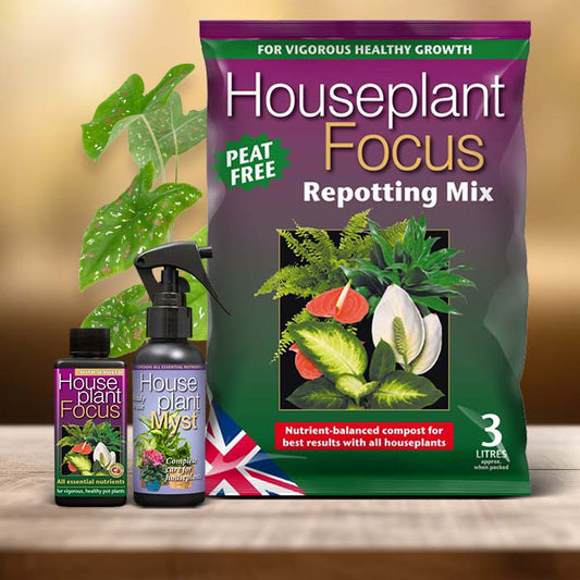 Caladium Plant Care Kit| Small Indoor Plants