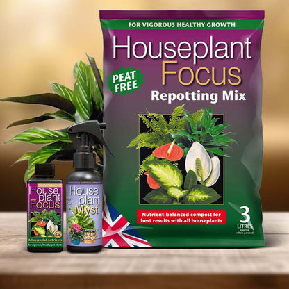 Calathea Beauty Star Plant Care Kit| Small Indoor Plants