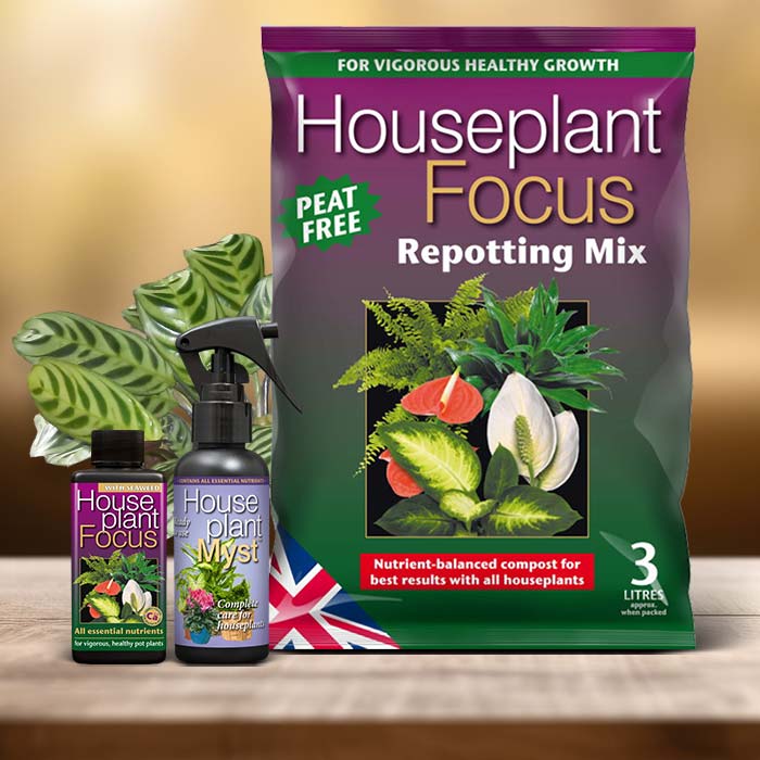 Calathea Burle Marxii Plant Care Kit| Small Indoor Plants