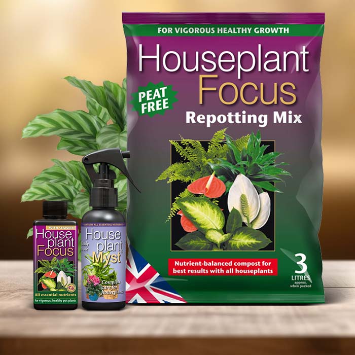 Calathea Freddie Plant Care Kit| Small Indoor Plants