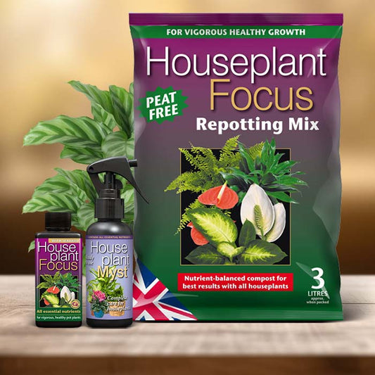 Calathea Freddie Plant Care Kit| Small Indoor Plants