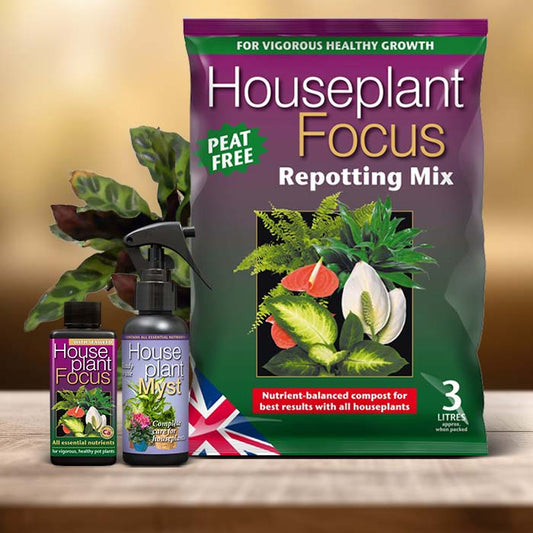 Calathea Insignis Plant Care Kit| Small Indoor Plants