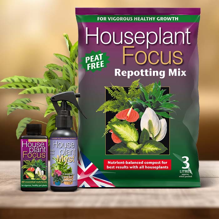 Calathea Leopardina Plant Care Kit| Small Indoor Plants
