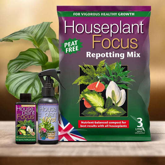 Calathea Orbifolia Plant Care Kit| Small Indoor Plants