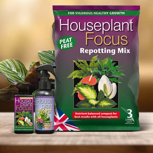 Calathea Ornata Plant Care Kit| Small Indoor Plants