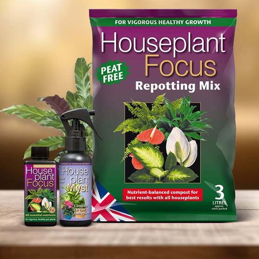 Calathea Rufibarba Plant Care Kit| Small Indoor Plants