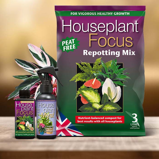 Calathea Triostar Plant Care Kit| Small Indoor Plants