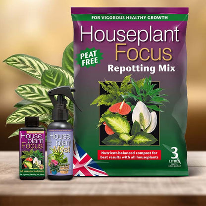 Calathea Plant Care Kit| Small Indoor Plants