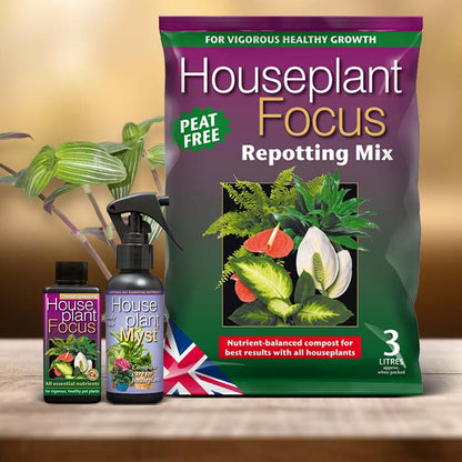 Callisia Plant Care Kit| Small Indoor Plants