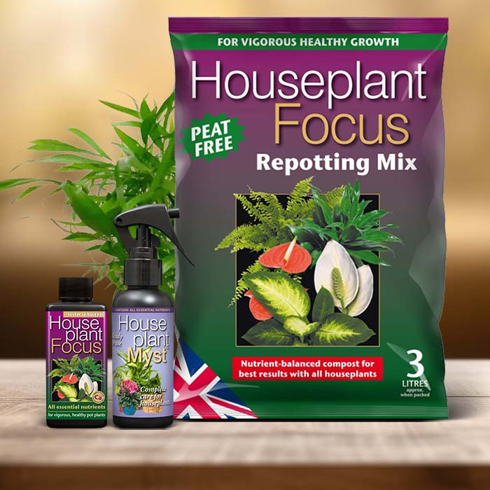 Chamaedorea Plant Care Kit| Small Indoor Plants