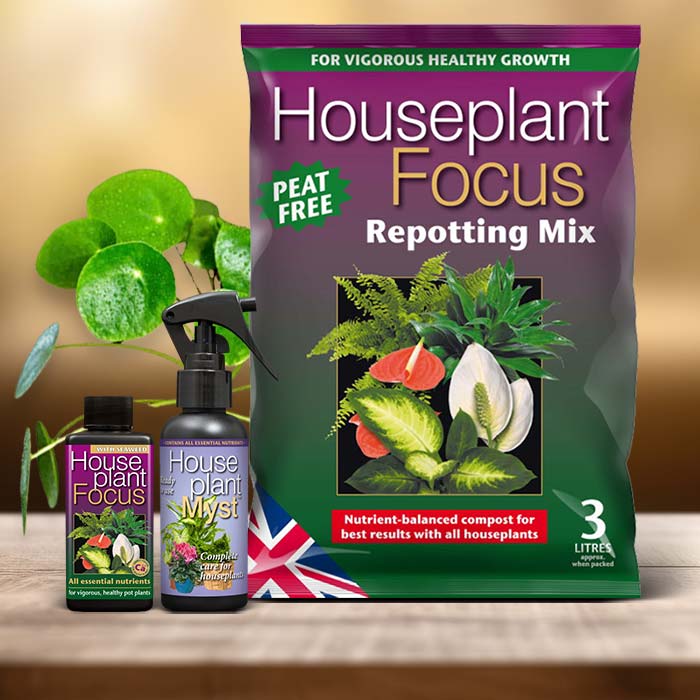 Chinese Money Plant Care Kit| Small Indoor Plants