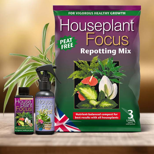Chlorophytum Plant Care Kit| Small Indoor Plants
