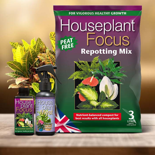 Codiaeum Plant Care Kit| Small Indoor Plants
