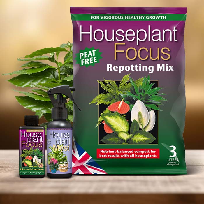 Coffee Plant Care Kit| Small Indoor Plants