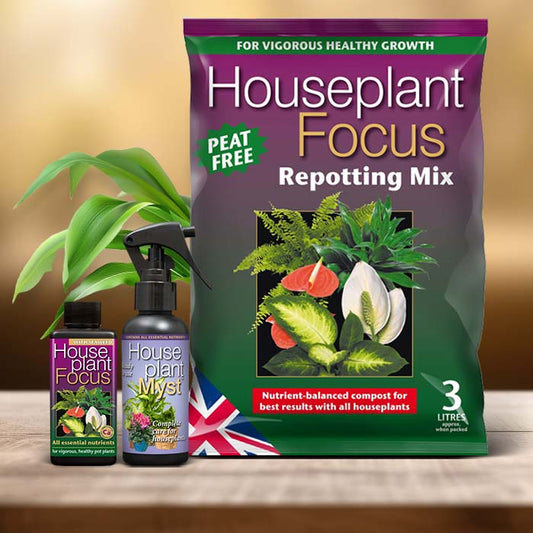 Corn Plant Care Kit| Small Indoor Plants