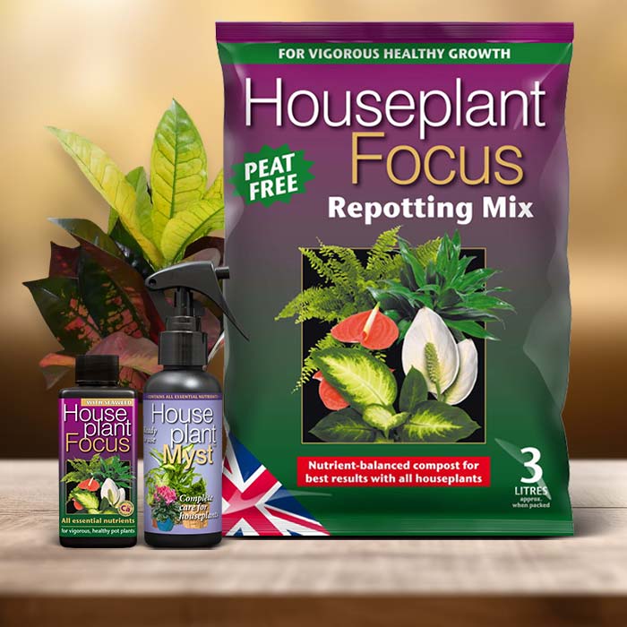 Croton Plant Care Kit| Small Indoor Plants