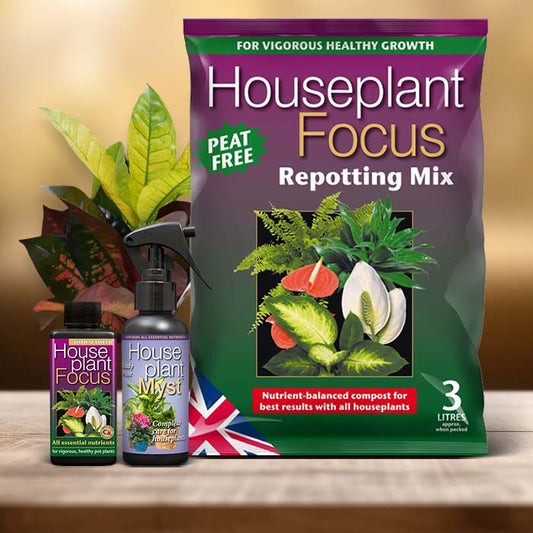 Croton Plant Care Kit| Small Indoor Plants