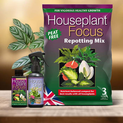 Ctenanthe Plant Care Kit| Small Indoor Plants