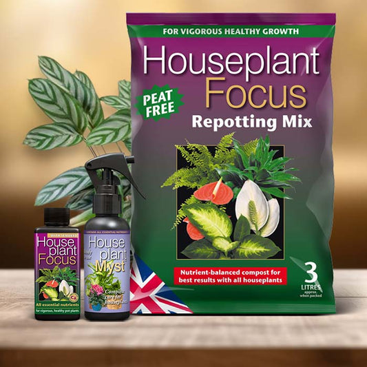 Ctenanthe Plant Care Kit| Small Indoor Plants