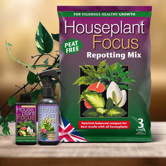 Devils Ivy Plant Care Kit| Small Indoor Plants