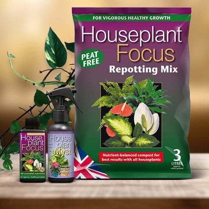 Devils Ivy Plant Care Kit| Small Indoor Plants