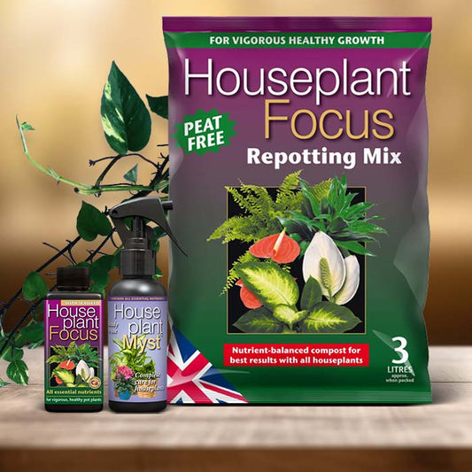 Devils Ivy Plant Care Kit| Small Indoor Plants