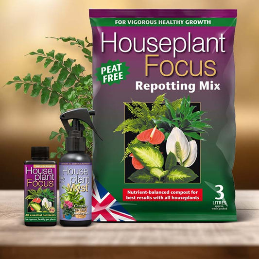 Didymochlaena Truncatula Plant Care Kit| Small Indoor Plants