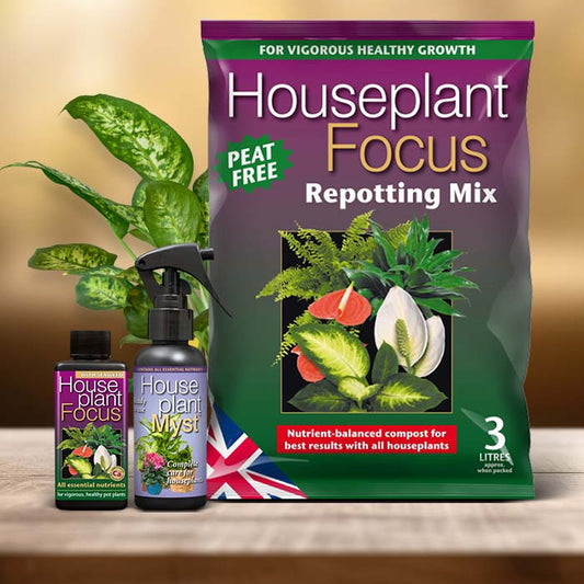 Dieffenbachia Plant Care Kit| Small Indoor Plants