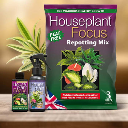 Dracaena Plant Care Kit| Small Indoor Plants