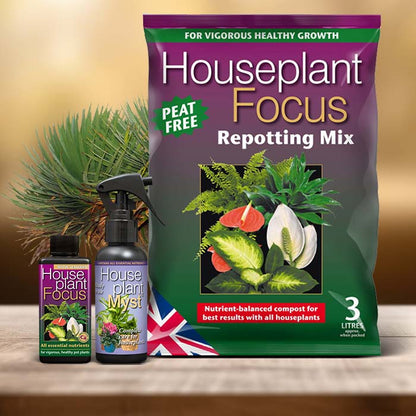 Dragon Tree Plant Care Kit| Small Indoor Plants