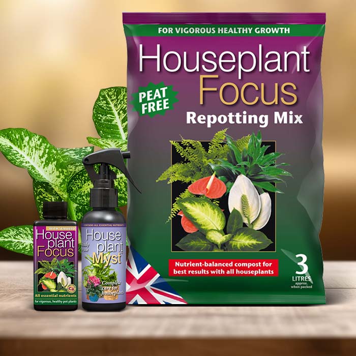 Dumb Cane Plant Care Kit| Small Indoor Plants