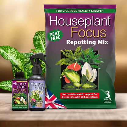 Dumb Cane Plant Care Kit| Small Indoor Plants