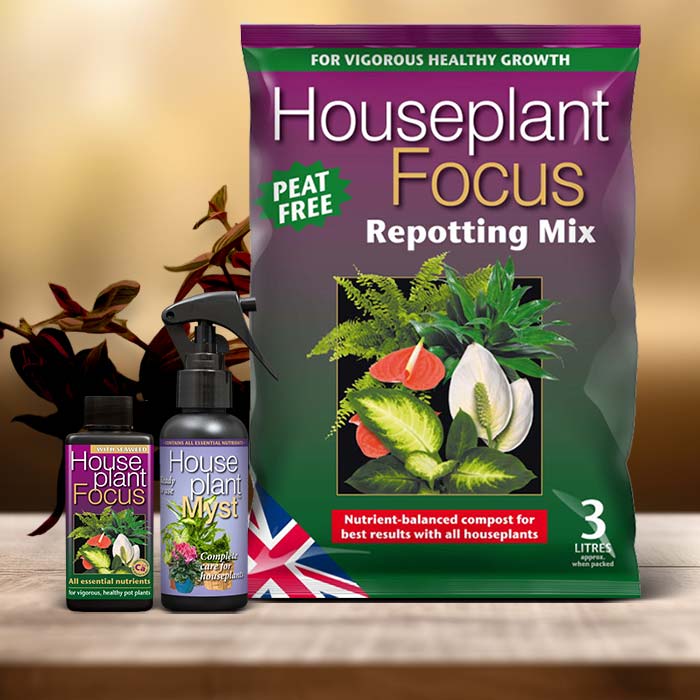 Fantasy Venice Plant Care Kit| Small Indoor Plants