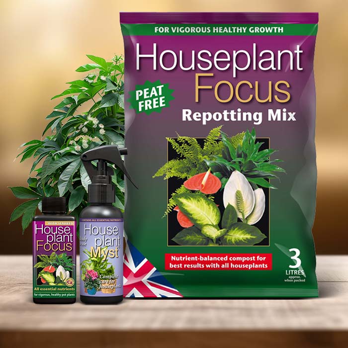 Fatsia Japonica Plant Care Kit| Small Indoor Plants